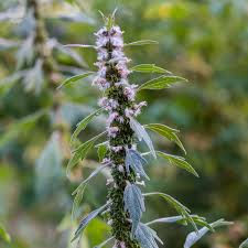 Sweet Willow's Bulk Tincture - Motherwort, Oz