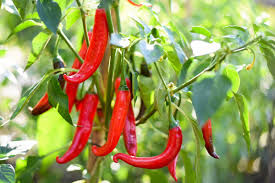 SWW, Bulk Tincture - Cayenne, Per oz