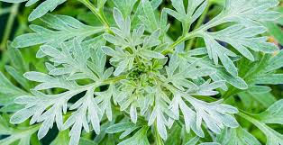 Sweet Willow's Bulk Tincture - Wormwood, Oz