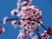 Cherry trees…not just for cough syrup