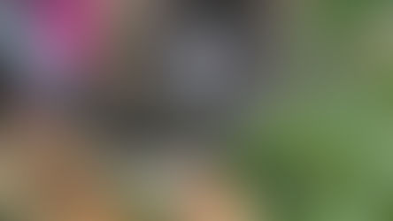 Bébé Bahia est à l'adoption !