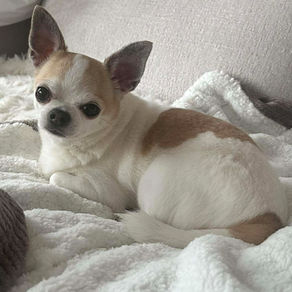 18 mois de maltraitance, toute une vie de souffrance ...