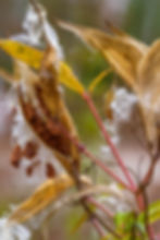 Swamp milkweed. Photo credit: Martha B. Moss