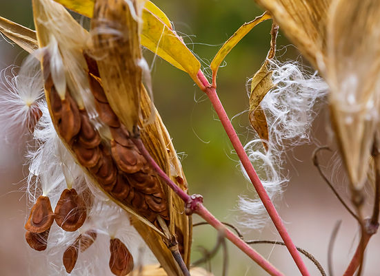 Swamp milkweed. Photo credit: Martha B. Moss