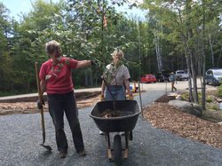 Planting grey birch