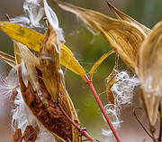 Asclepias incarnata–Swamp milkweed–Apocynaceae–10-30-20-2.jpg