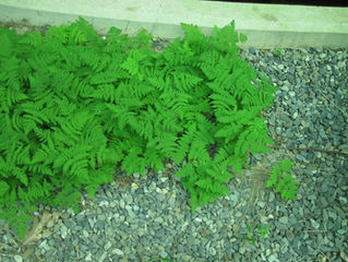 Yesterday's story of the oak fern
