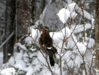 The Garden in Winter