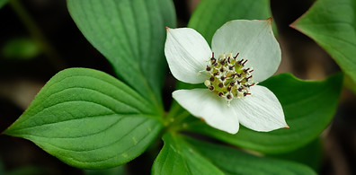 Cornus canadensis–Bunchberry dogwood–Cornaceae–6-7-20.jpg
