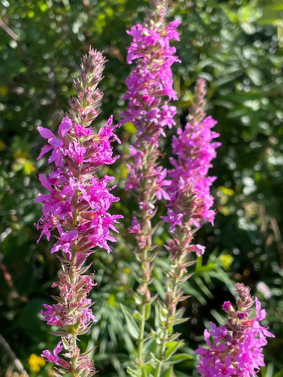 Spikes of purple loosestrife flowers