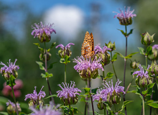 Wild beebalm. Photo credit: Martha B. Moss