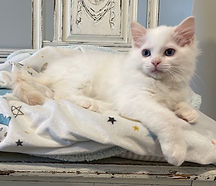 FullSizeRender (6).jpeg