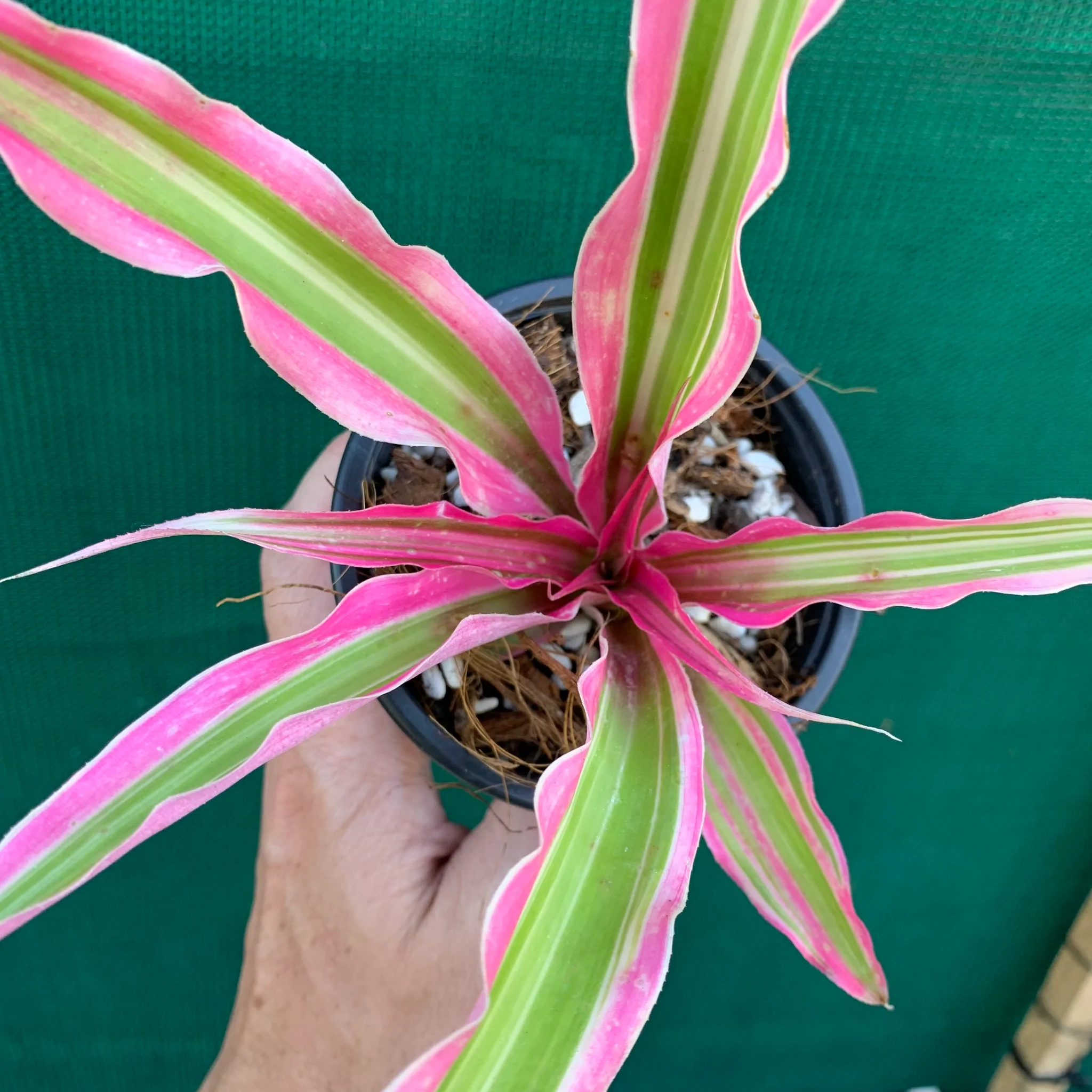 Cryptanthus Rainbow Star Plant for indoor with heavy sun exposure