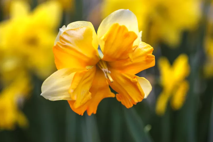 Flowering indoor plants for living room Daffodils or Narcissus