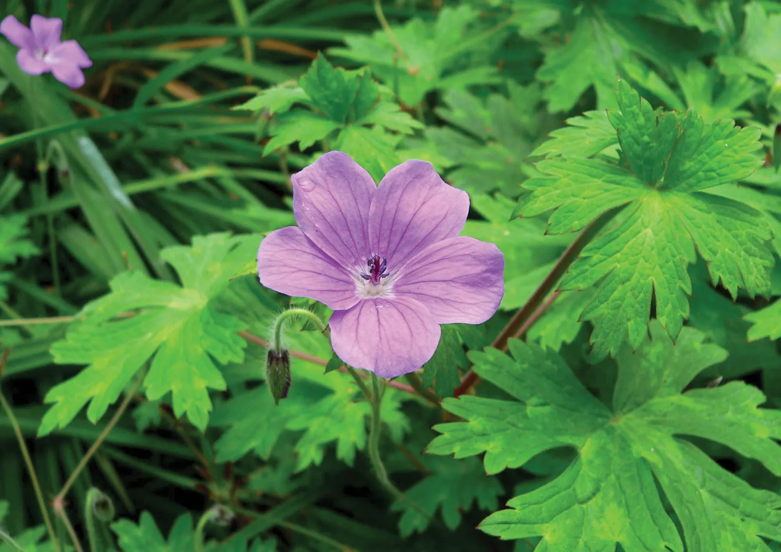 Geranium indoor plants for living room