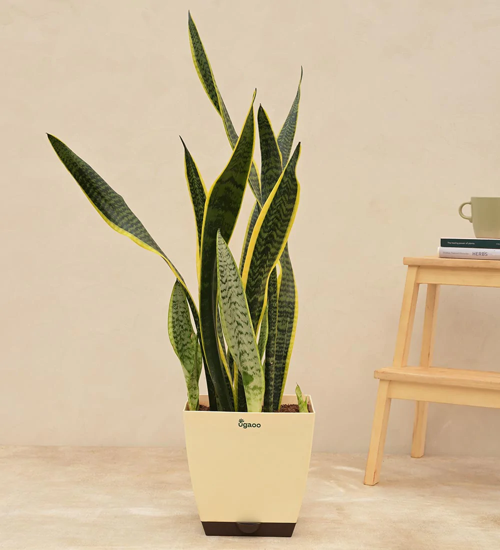 Snake plants for living room