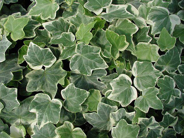 Hedera helix or English ivy an indoor plant for living room with adequate light