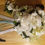 Thumbnail: FLOWER ARRANGMENTS.                           