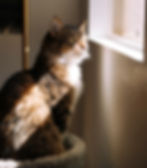 A tabby cat sits in a cozy gray perch, gazing out a sunlit window. The soft light highlights its fur, creating a calm and serene mood.