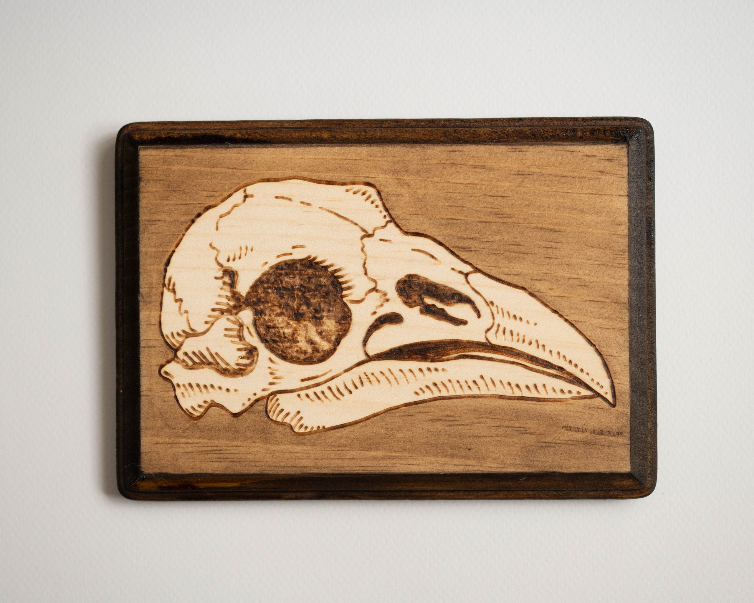 Bird Skull