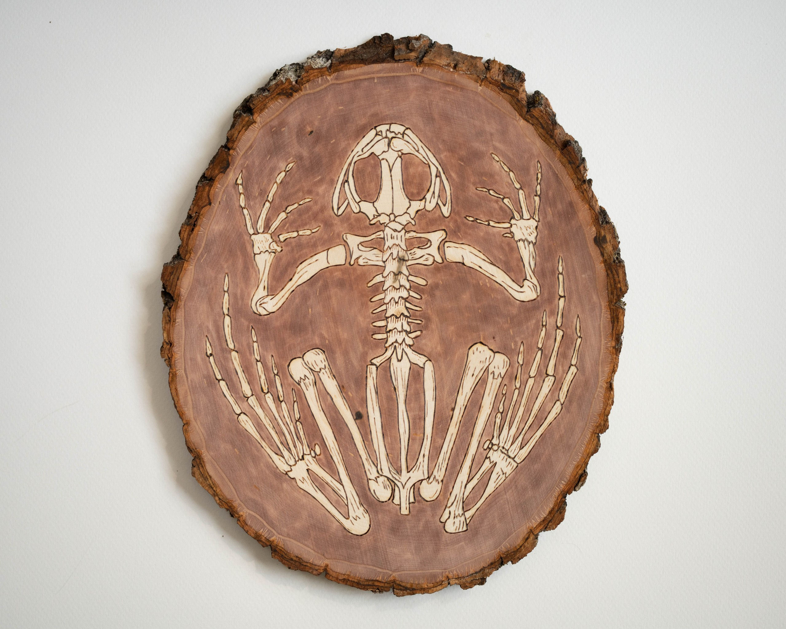 Frog Skeleton