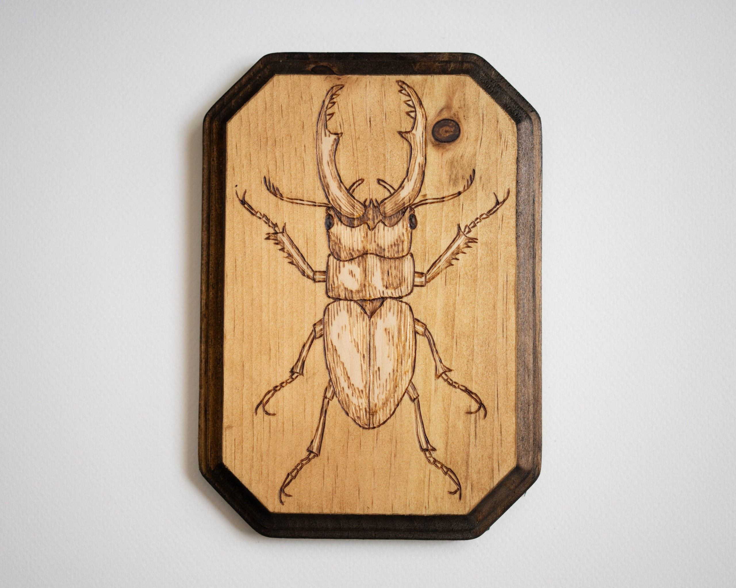 Stag Beetle