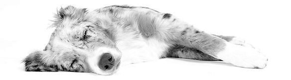 01 - dog-528247_1920a.jpg
