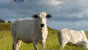 FUNRURAL E ADI 4395, E AGORA? 