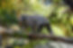 K & R Animal Law, animal law, koala, native animal law