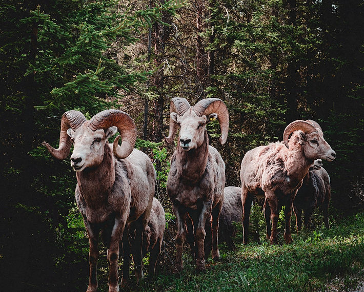 While driving along the Bow Valley Parkway in Banff I came across this beautiful herd of R