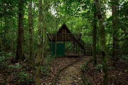 tungog-rainforest-ecoc.jpeg