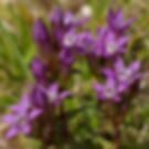 Gentian flowers