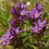 Thumbnail: Gentian flowers