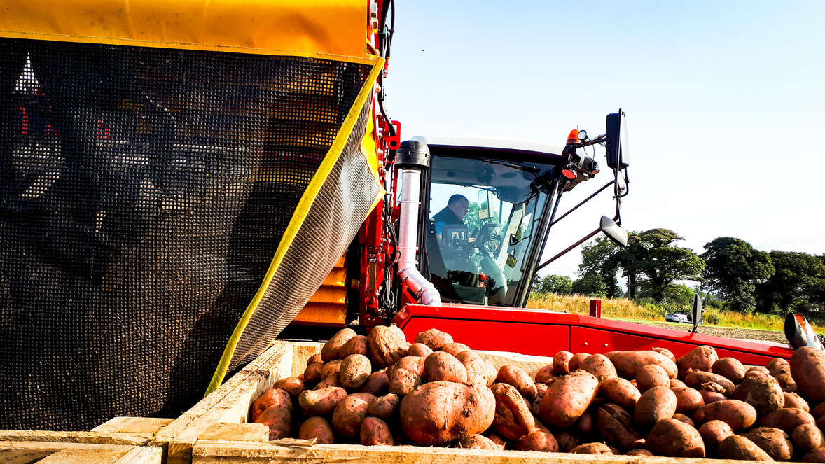 Potatoes Meade Farm