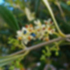 Olive flowers