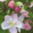 Crab Apple Blossoms