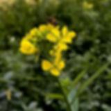Mustard flowers