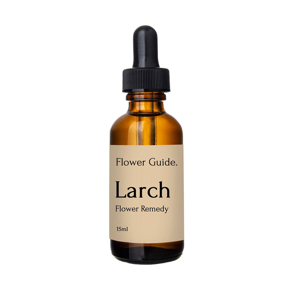 Larch Bach Flower Remedy (15ml) Flower Guide