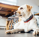 ゴールデン犬