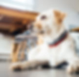 ゴールデン犬