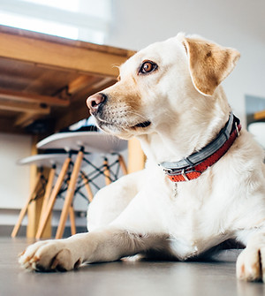 ゴールデン犬