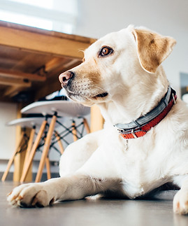 Goldener Hund