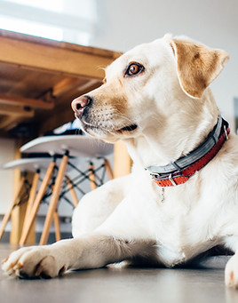 Golden Dog