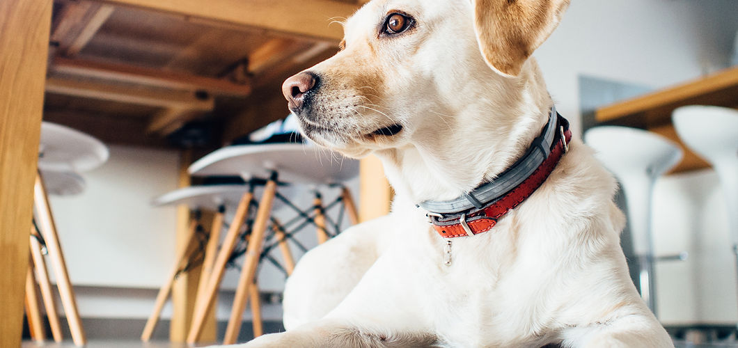 Golden Dog