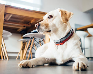 Golden Dog