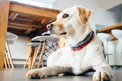 Labrador Dog
