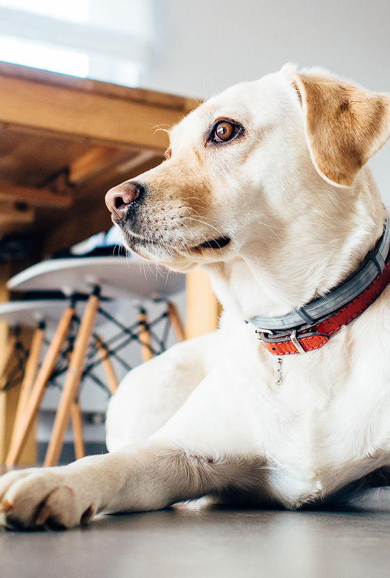 Cheshire Crossing Animal Hospital | Home Cheshire Crossing Animal Hospital | Home