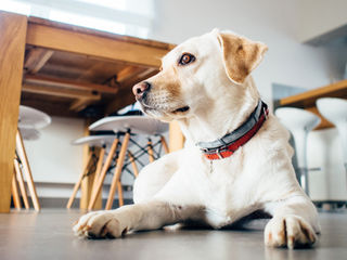 コロナ探知犬 嗅覚 におい で感染者を発見