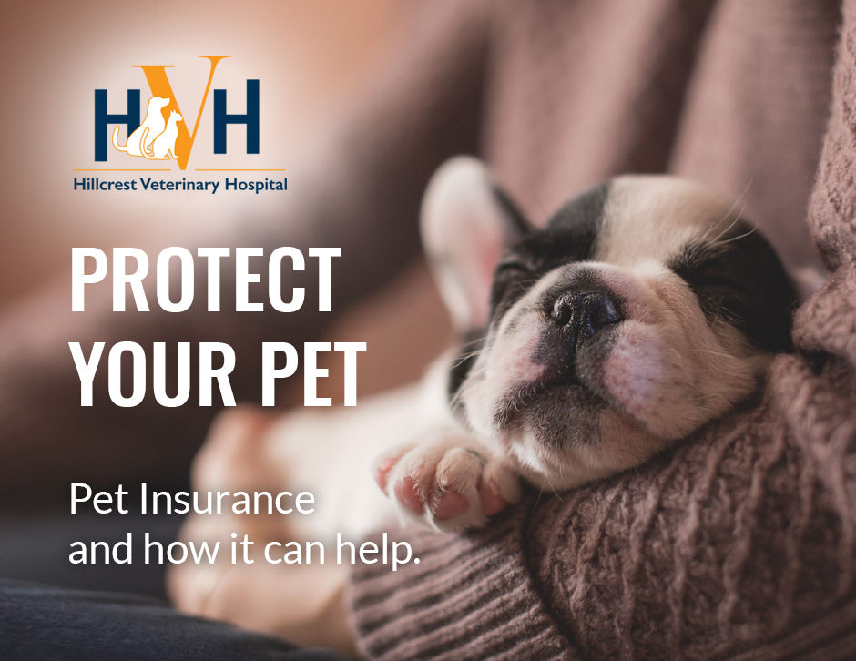 Pet Insurance Protect Your Pet