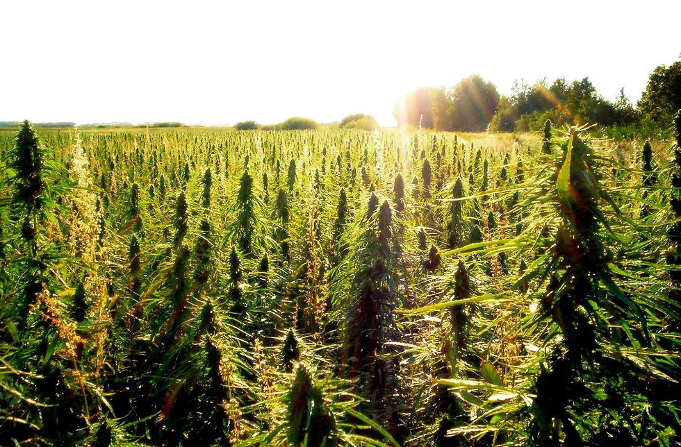 Indsutrial-hemp1.jpeg